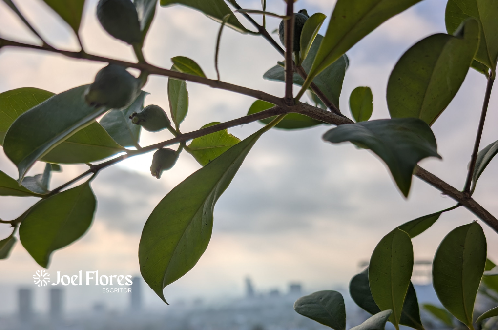 árboles frutales en una jardinera urbana: guayabo, naranjo y mandarino creciendo junto a un departamento en Tijuana