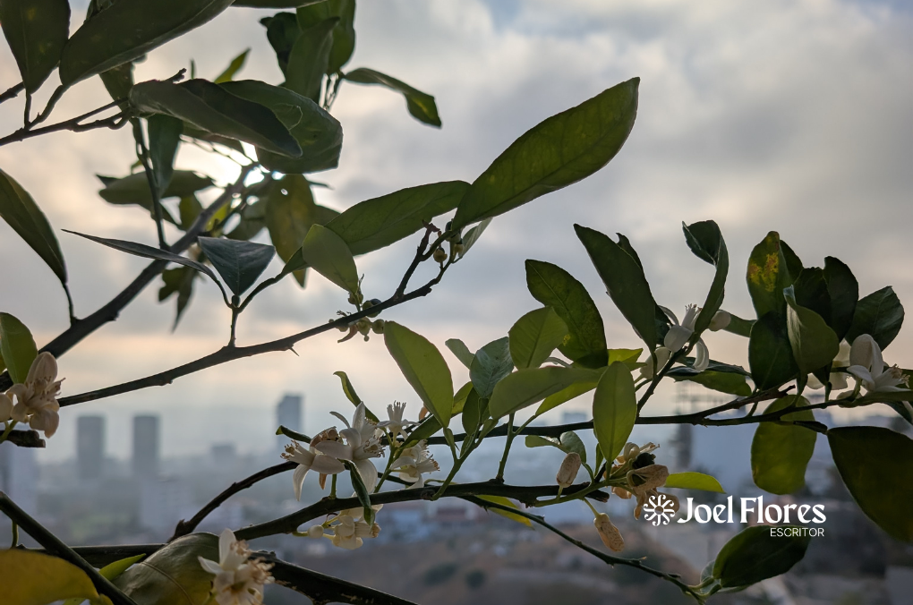 árboles frutales en una jardinera urbana: guayabo, naranjo y mandarino creciendo junto a un departamento en Tijuana