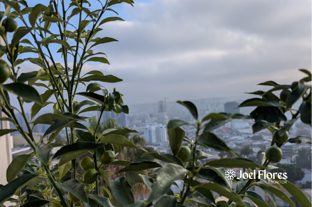 árboles frutales en una jardinera urbana: guayabo, naranjo y mandarino creciendo junto a un departamento en Tijuana