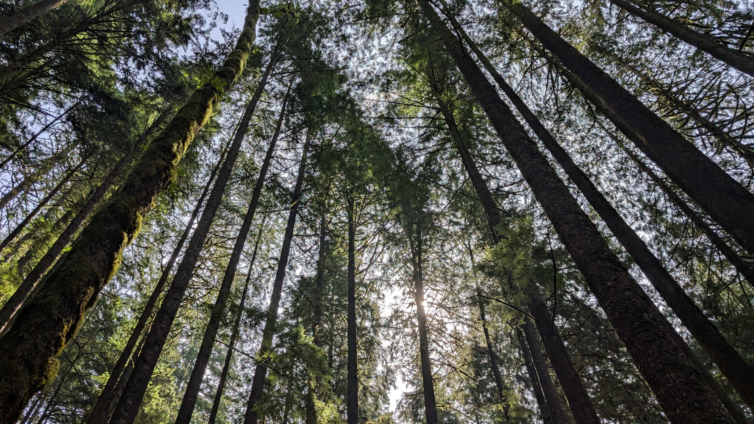 Caminar Lynn Canyon Park Vancouver